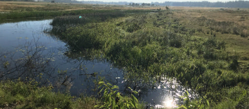 Grøn følgegruppe i dialog om Nationalpark Skjern Å